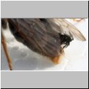 Schlupf eines Stylops-Maennchens 06.jpg